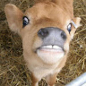 Meet your Posher, Seneca